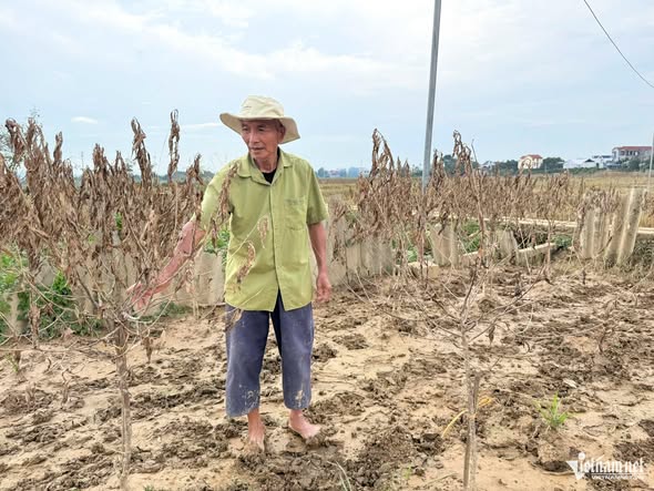 Người dân bần thần trước cảnh tượng khó tin ở những vườn đào tiền tỷ sau bão