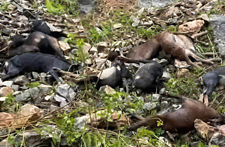 Hiện trường đau xót: 17 con dê bị sét đánh chết ở Nông Cống, Thanh Hóa