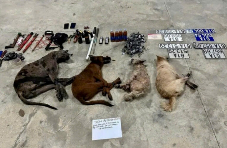 Bị truy đuổi, nhóm trộm chó bỏ ô tô để thoát thân