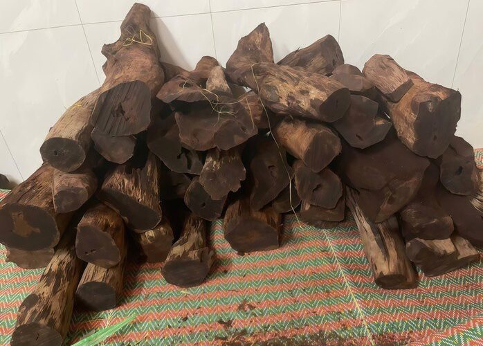 Loài gỗ “vô danh” được thương lái Trung Quốc mua 3 triệu đồng/kg: Quảng Trị cảnh báo điều gì?